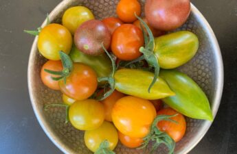 Tomater fra haven